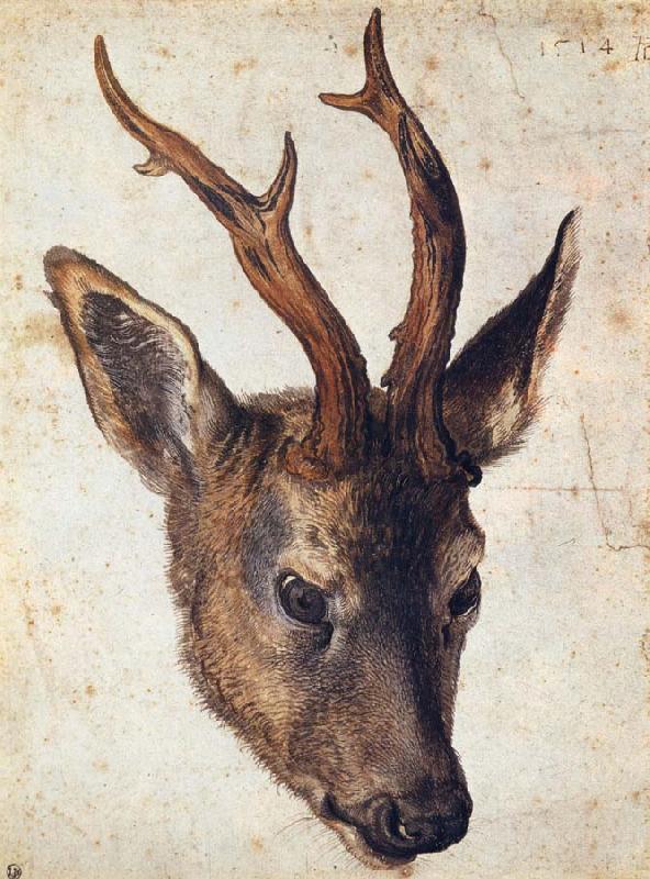 Albrecht Durer The Head of Stag